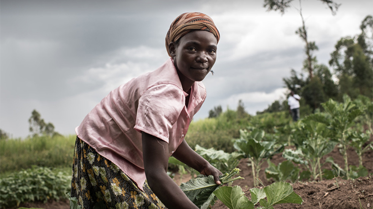 Photo of woman harvesting crops