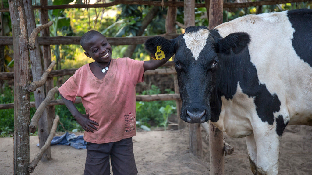 Photo of Eddie and Bena the cow