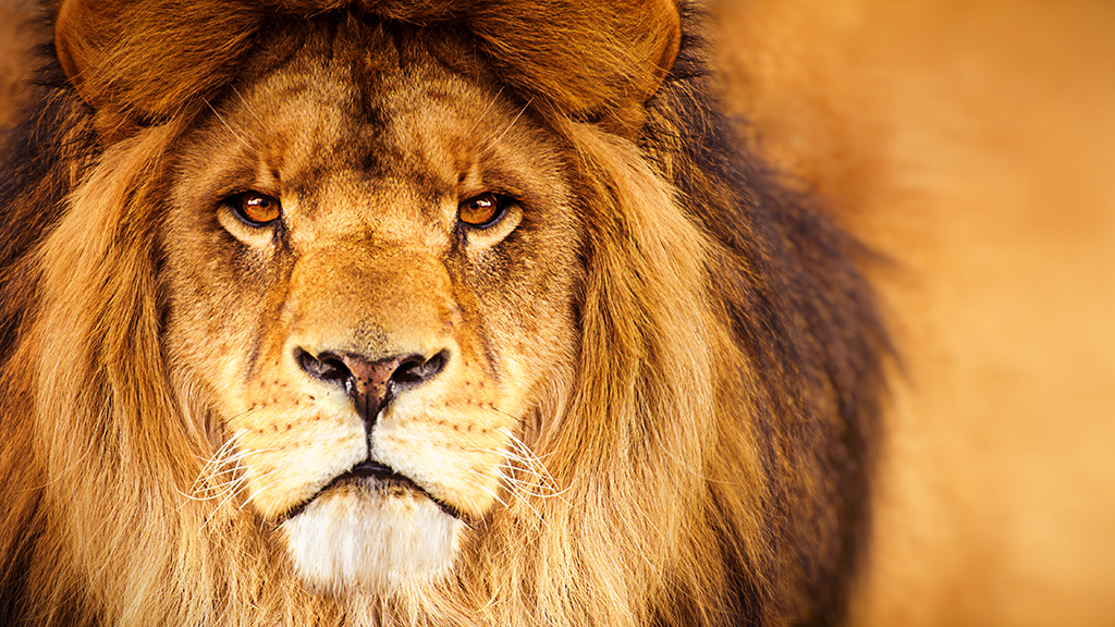 Why the Name Aslan Roars? – Aslan Roars